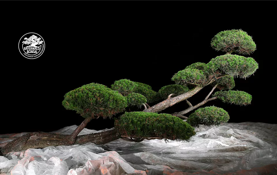Bayerwald-Bonsai - Pinus Contorta (bayerwald-bonsai-pohl-kiefer-1920.jpg)