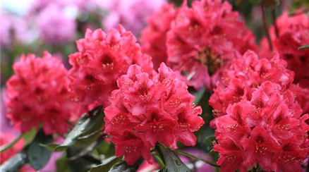 pohl-rhododendron-1837.jpg