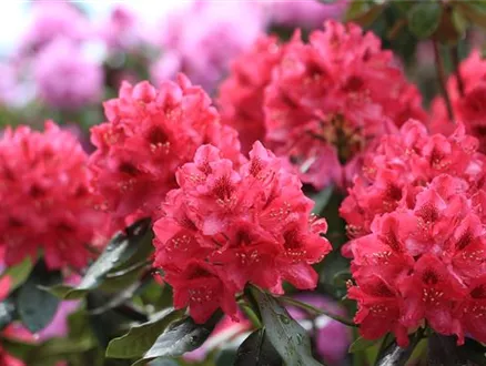 pohl-rhododendron-1837.jpg