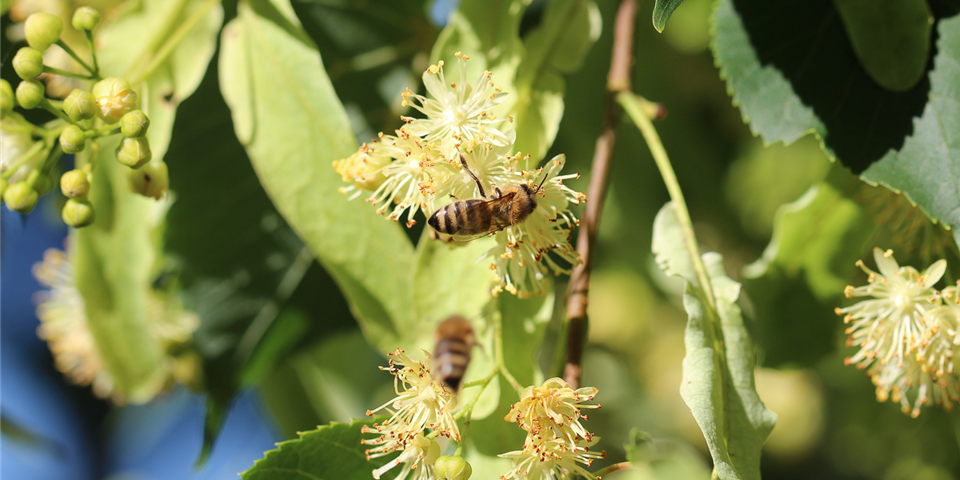 Lindenblüten als Bienenfutter