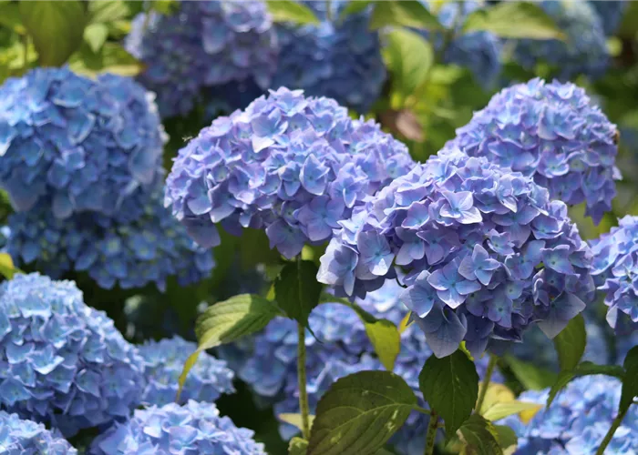 Hortensien blau färben
