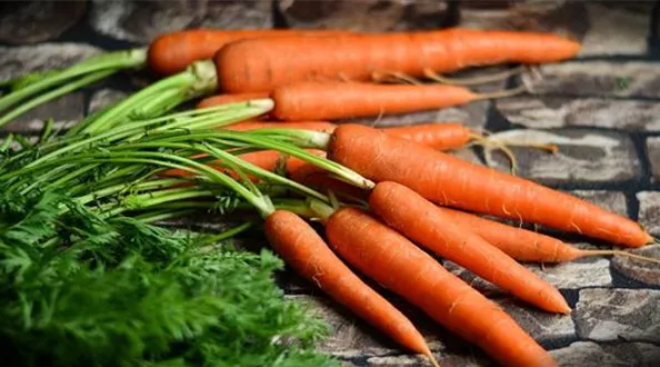 Karotten aus Samen