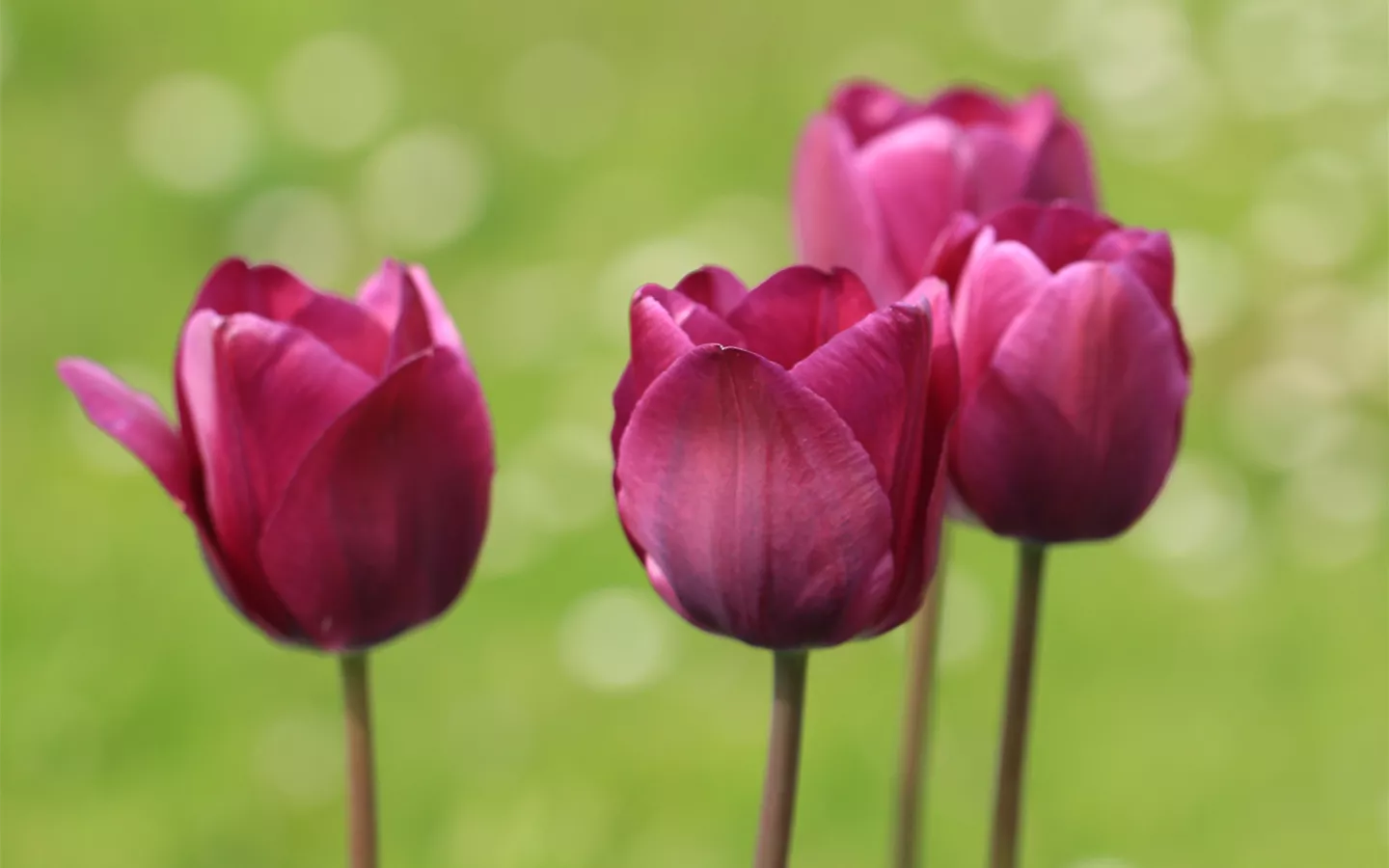 Tulpen einfach bourdeaux rot