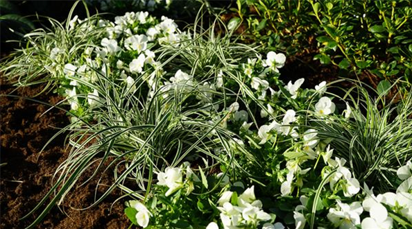 Weiße Hornveilchen mit weiß-grünem Carex Gras