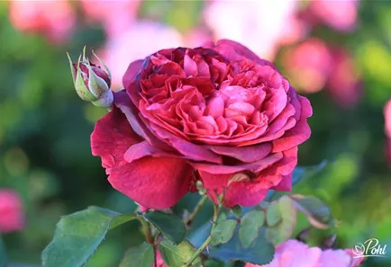 pohl-engl.rose-william-shakespeare-6666.jpg