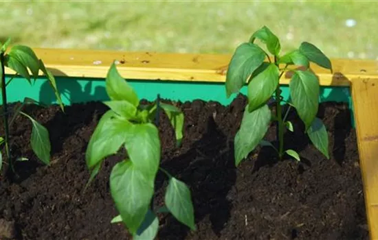 Jalapeno-Paprika - Einpflanzen ins Hochbeet