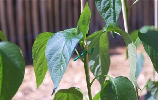 Jalapeno Paprika- Einpflanzen im Gemüsebeet
