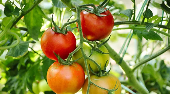 pohl-pflanzen-tomaten.png