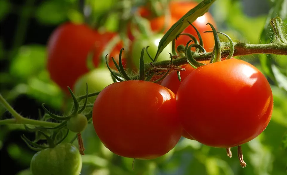tomate-pohl.jpg