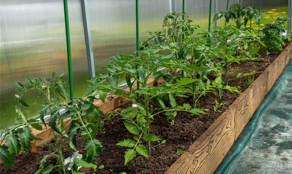 Tomatenjungpflanzen im Gewächshaus
